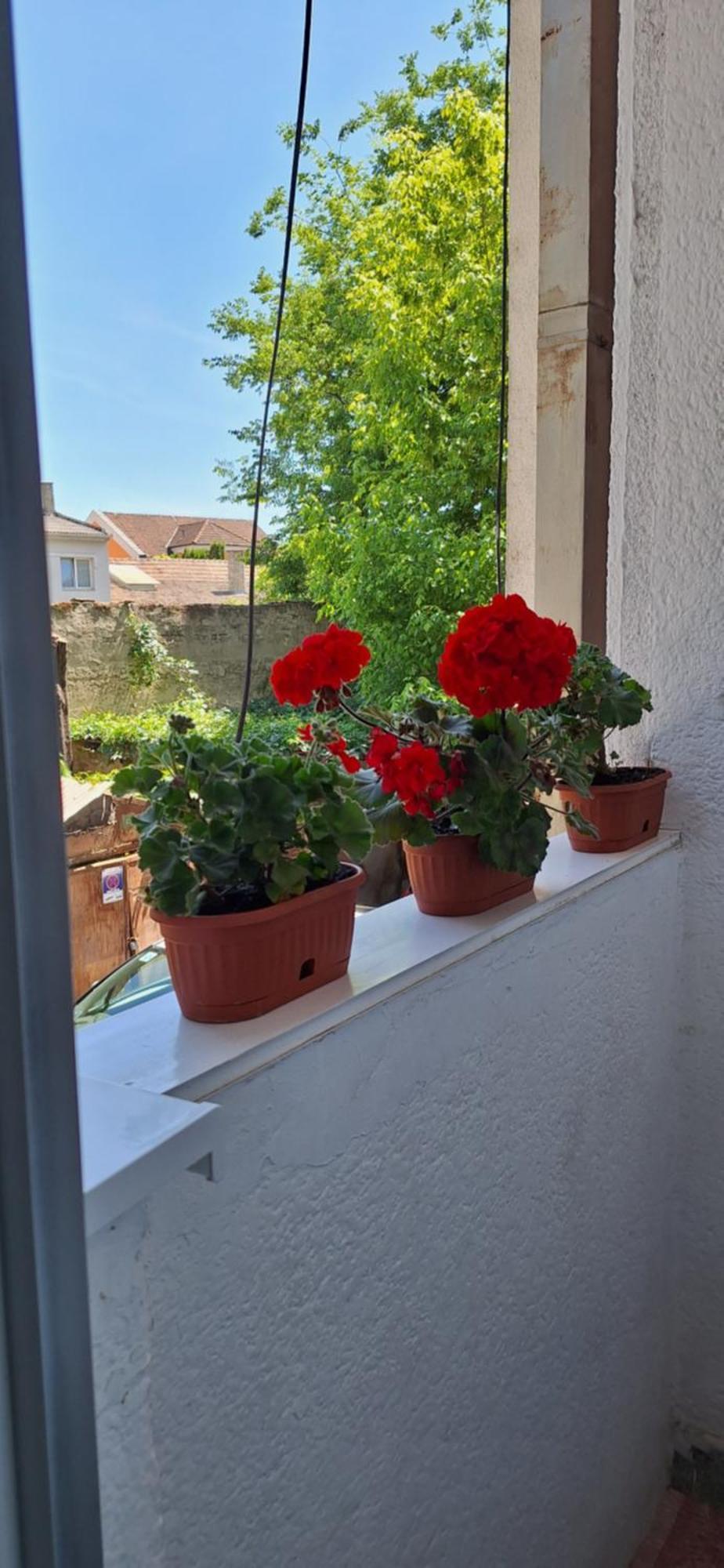 Apartman Lara Subotica Bagian luar foto